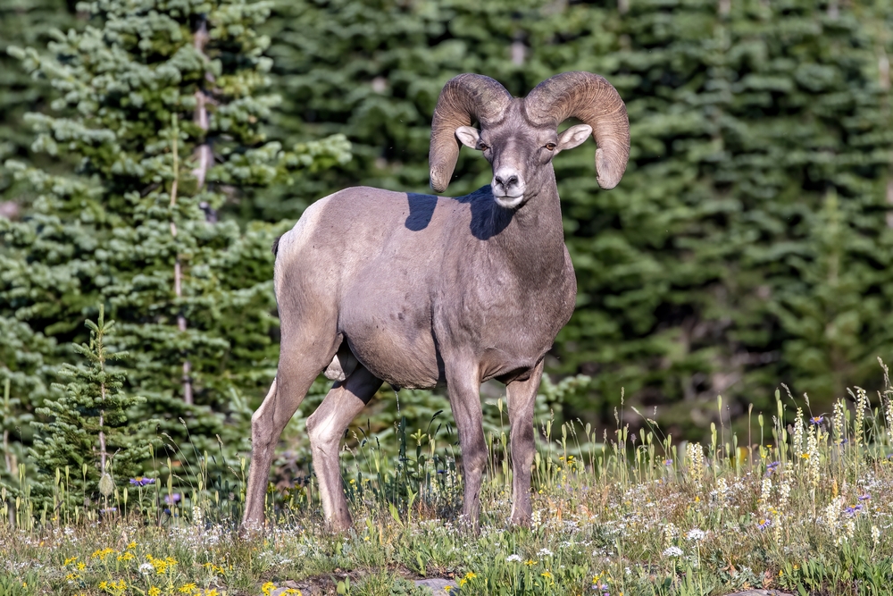 5 Endangered Species the National Park Service Helps Protect