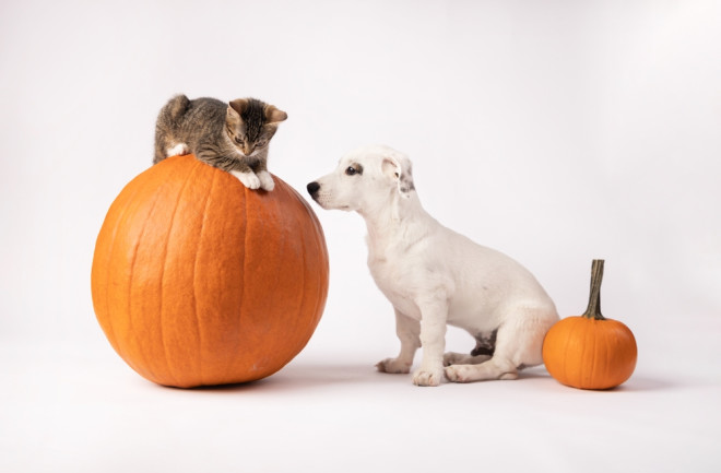 Cat dog pumpkin