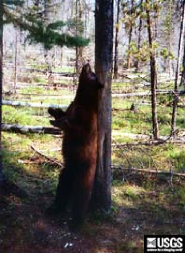 bear.jpg