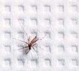may01_mosquito.jpg