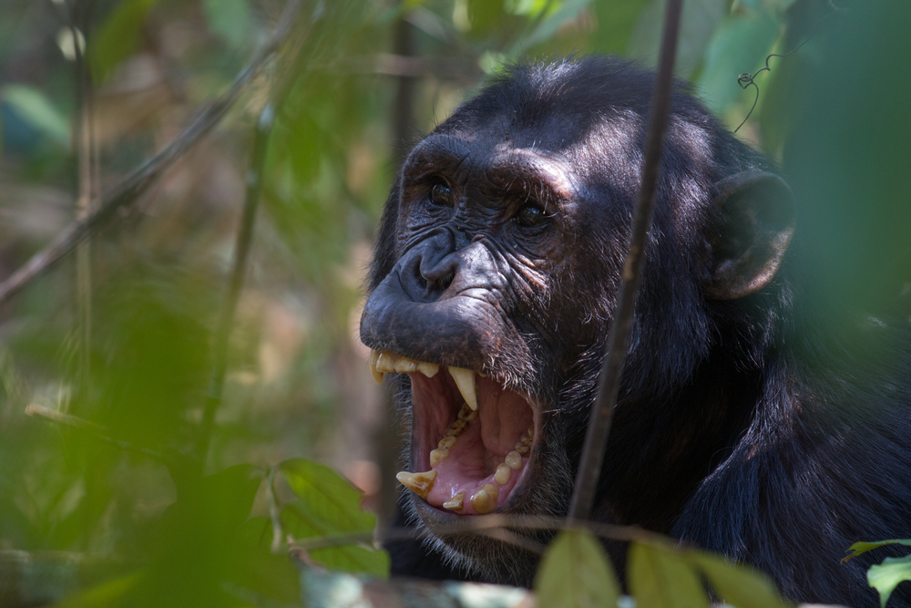 chimpanzee war tactics