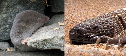Shrew_mexican_beaded_lizard.jpg