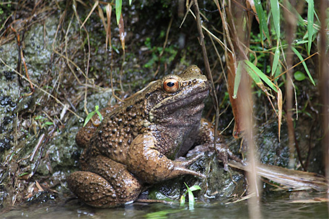 Otton_frog.jpg
