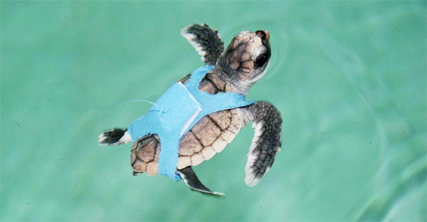 Loggerhead_turtle.jpg