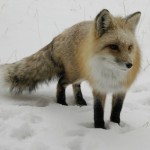 fox-150x150.jpg