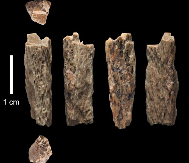 Denisovan Neanderthal Hybrid Fragments - Max Planck Institute