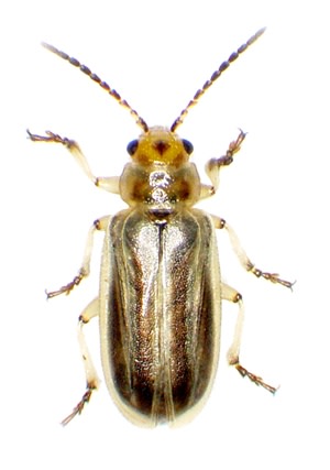 Tamarisk beetle - USGS