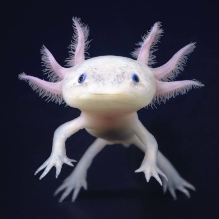 Axolotl swimming
