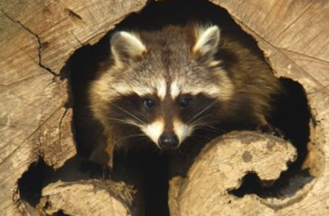 raccoon-300x285.jpg