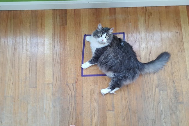 Why Felines Can T Resist The Catsquare Discover Magazine