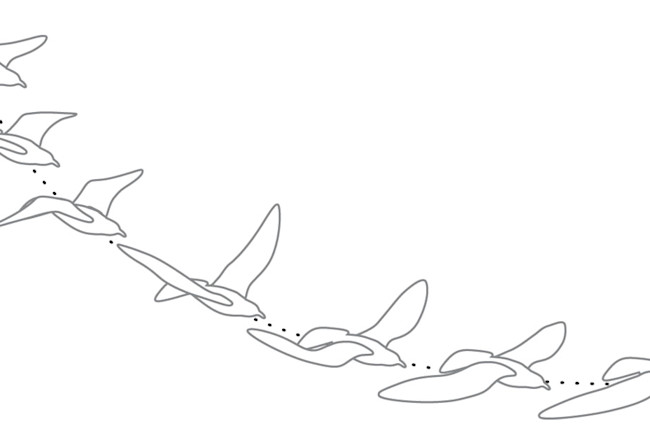flapping-birds.jpg