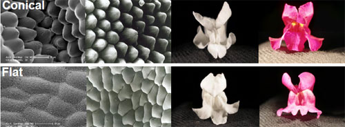 Conicalpetalcells.jpg