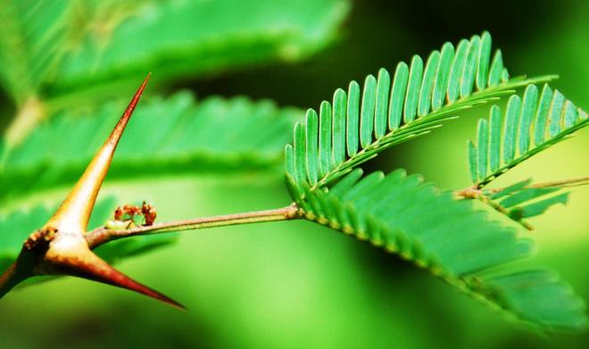 ant plant
