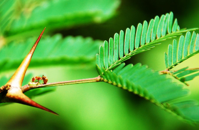 ant plant