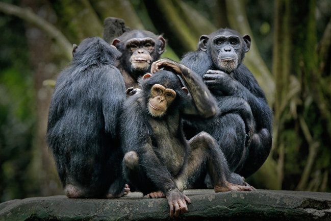 Chimps Can't Tell Us Much About Being Human | Discover Magazine