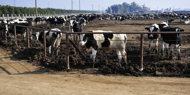parc d'engraissement des bovins californiens - shutterstock