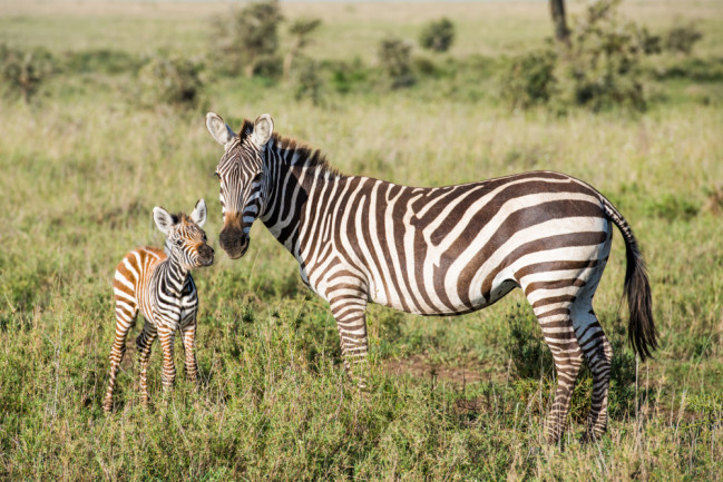 how do zebras get their stripes