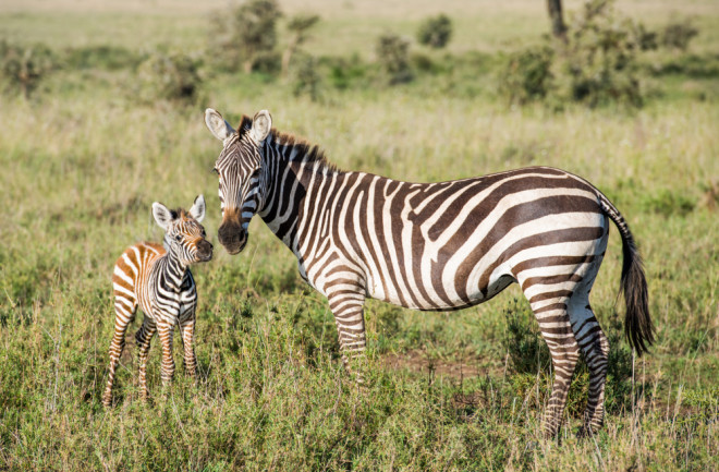 how do zebras get their stripes