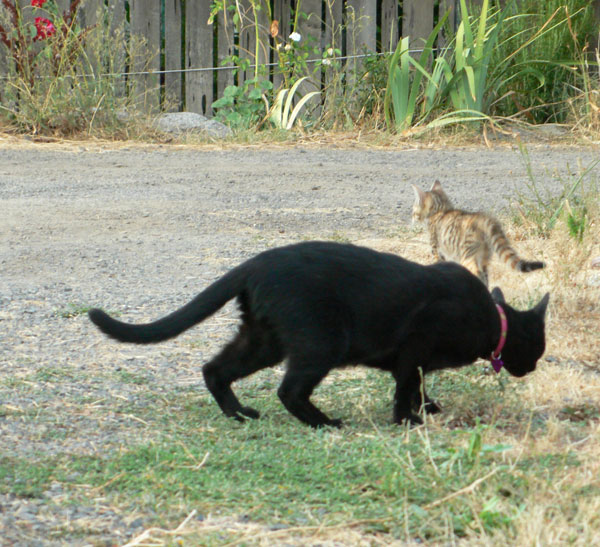 sniff.jpg