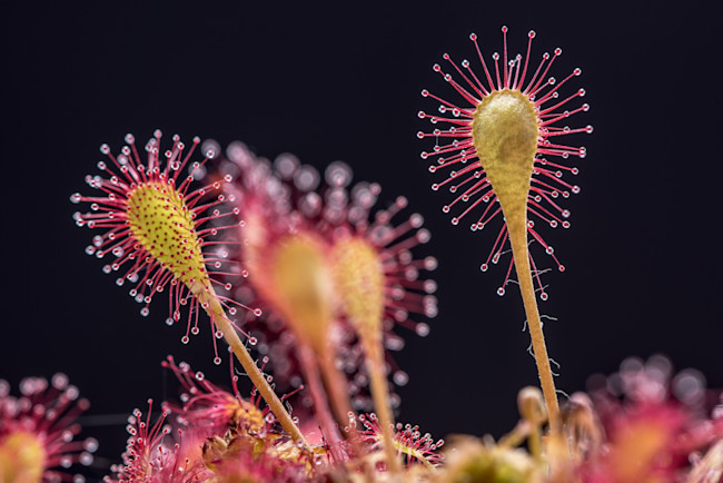 sundew - shutterstock