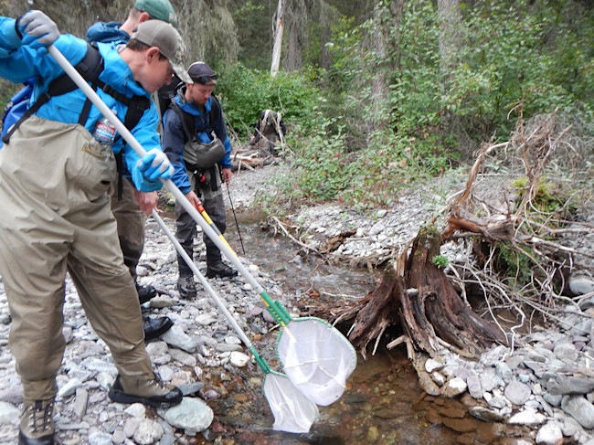Catching Trout for Relocation - National Park Service