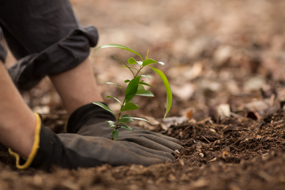 We Just Plant Billions of Trees to Climate Change |