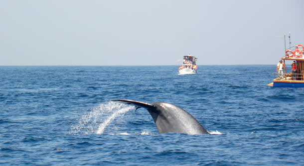 BlueWhale_dive.jpg