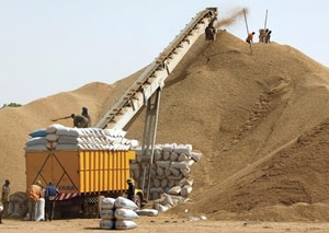 peanuts bagged for shipping