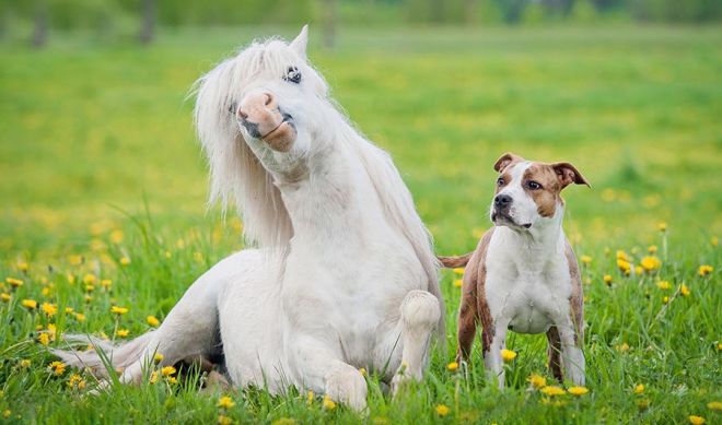 Pony and Dog
