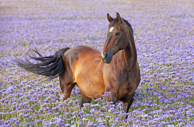 Brown horse posing on blue flowers