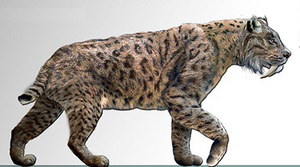 The Saber-Toothed Cat's True Secret: Its Super-Strong Arms | Discover ...