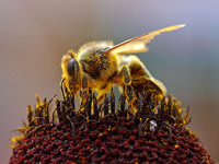Beepollen.jpg