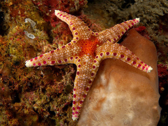 Starfish go five ways, but two ways when stressed