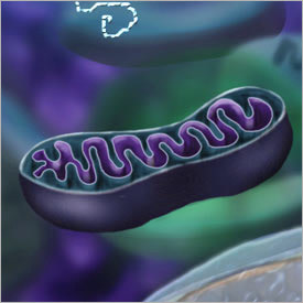 mitochondrion.jpg