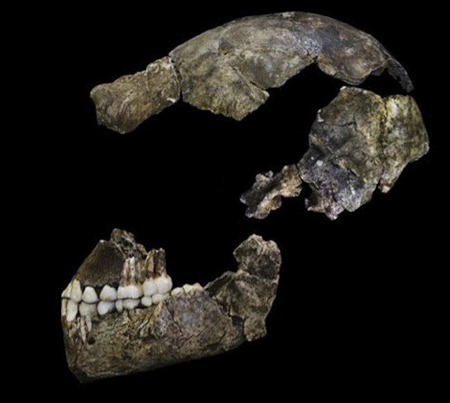 Homo_naledi_assembled_skull.jpg