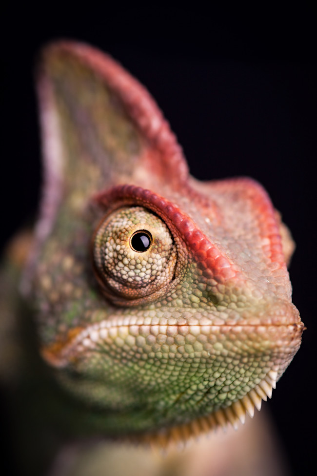 shutterstock_133652501.jpg