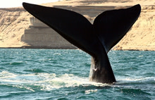 whale-fluke.jpg