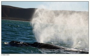 blowhole-300x187.jpg
