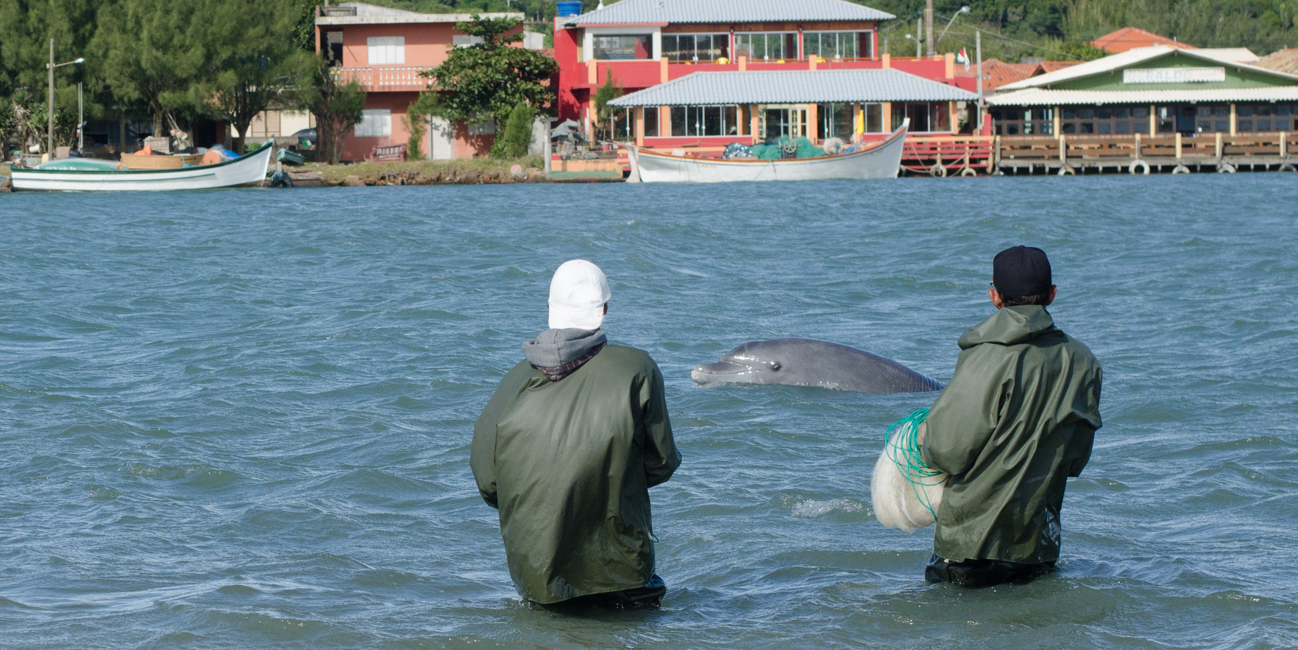 Fishing in synchrony brings mutual benefits for dolphins and people in  Brazil, research shows