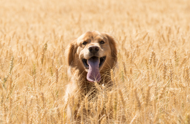 farm dog