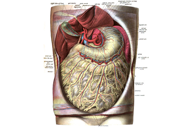 The Omentum A Curtain Of Tissue That Keeps Our Guts Working Discover Magazine