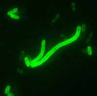 yersinia_pestis_fluorescent.jpg