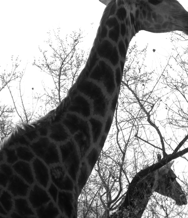 Giraffe4.jpg