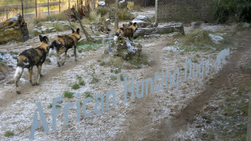 African_hunting_dogs.jpg