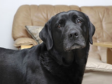 black-lab220.jpg