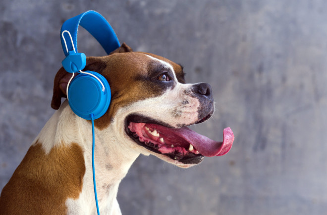 Female boxer listening to music with blue headphones