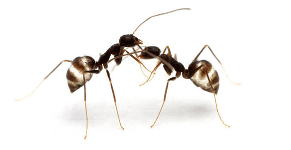 Black_crazy_ant.jpg