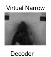 decoder-rat.jpg