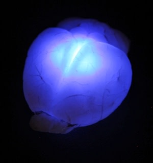 glowing-brain