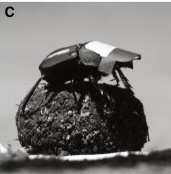 dung-beetle-ball.jpg